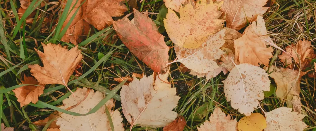 Die Kunst des Laub Sammelns: Tipps für einen ordentlichen Herbstgarten