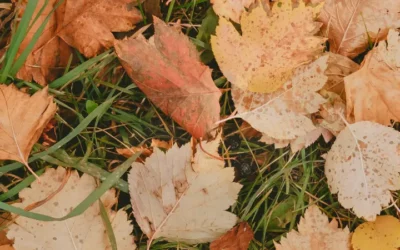 Die Kunst des Laub Sammelns: Tipps für einen ordentlichen Herbstgarten