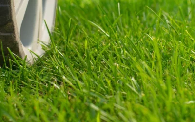 Rasenpflege im Spätsommer: Die Top 5 Tipps für eine gesunde Grünfläche