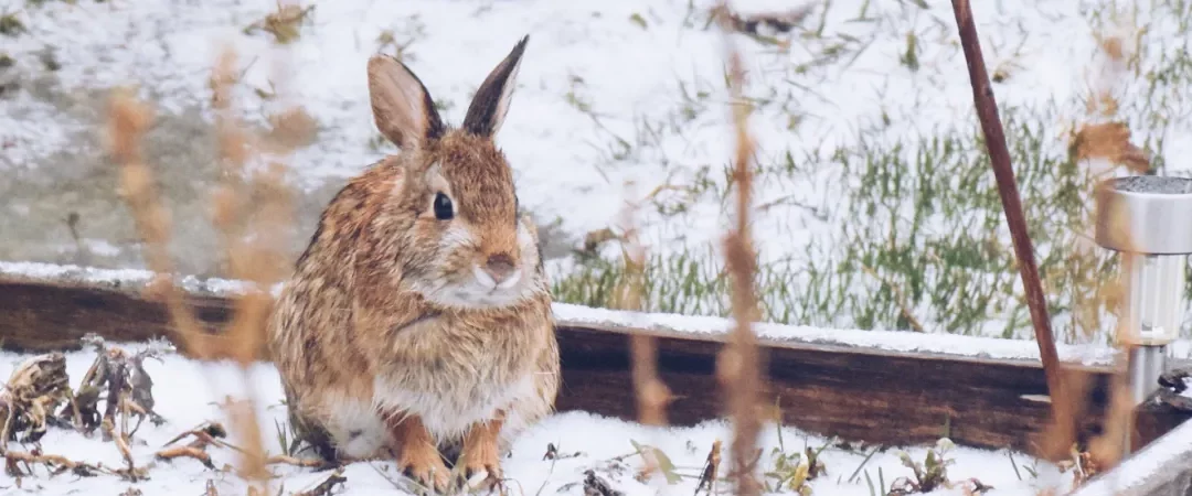 Den Garten winterfest machen: Tipps für eine blühende Frühjahrszeit