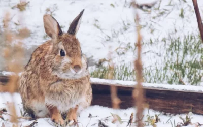 Den Garten winterfest machen: Tipps für eine blühende Frühjahrszeit